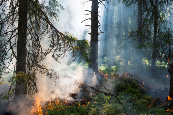 Ett nytt skogsbrandvärn i Östhammar ger brandförsvaret extra styrka framöver. Foto: Johner.